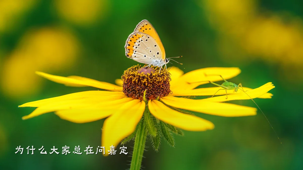 为什么大家总在问嘉定